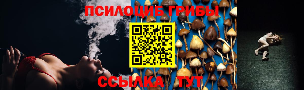 Псилоцибиновые грибы Psilocybe Кудрово